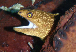Golden eye moray by Durand Gerald 